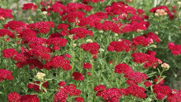 Red Yarrow Pictures Landscape