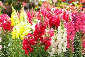 Snapdragons