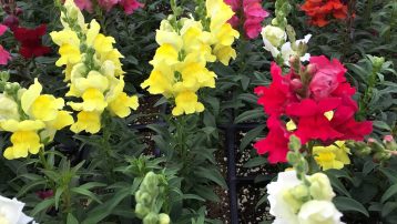 Snapdragon Plant care