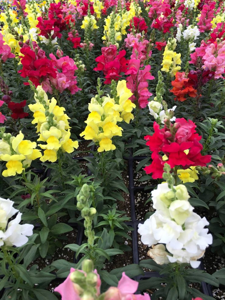 Snapdragon Plant care