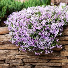 Creeping phlox landscape