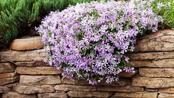 Creeping phlox landscape