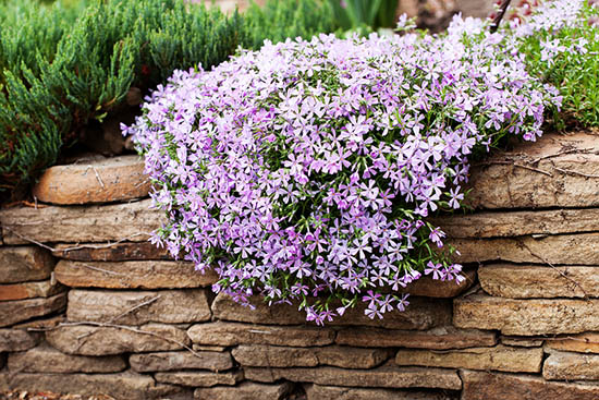 Creeping phlox landscape