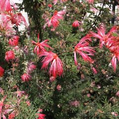 pink-baja-fairy-duster-flower-3