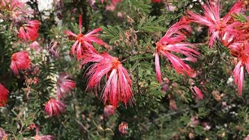 pink-baja-fairy-duster-flower-3