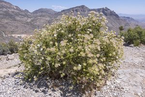 Apache Plume