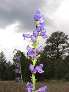 Rocky Mountain Penstemon for Xeriscape