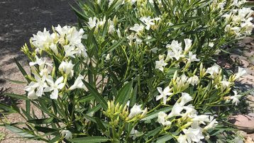 Oleander Plant Care