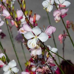 Gaura Plant Care