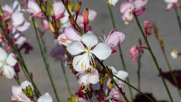 Gaura Plant Care