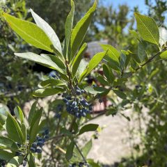 New Mexico Privet