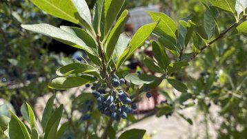 New Mexico Privet