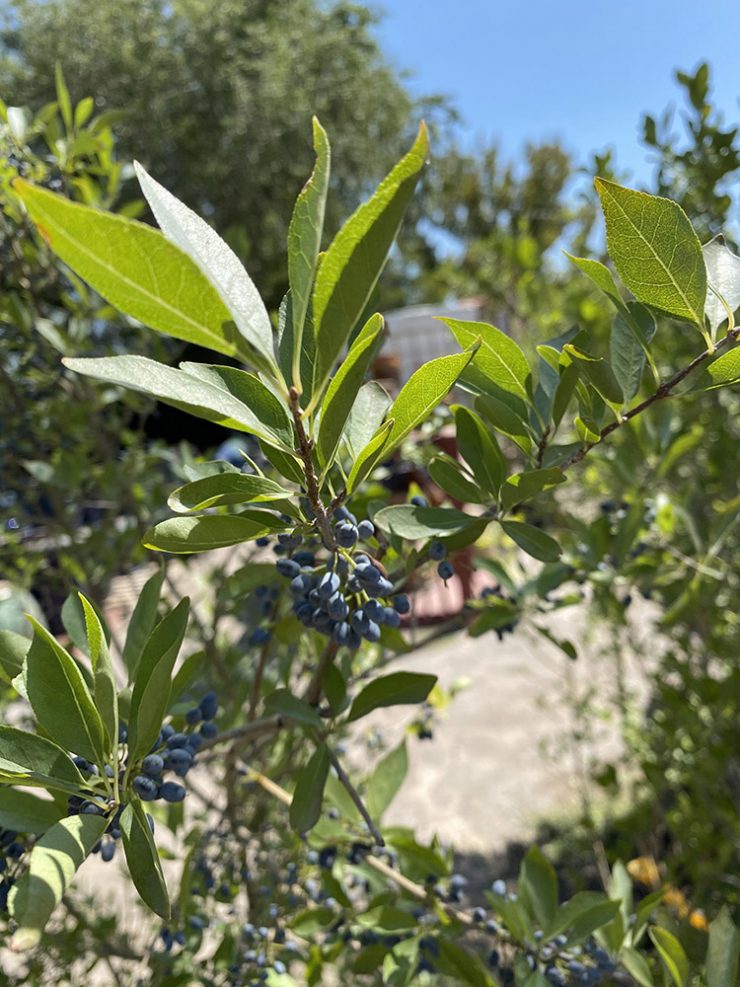 New Mexico Privet