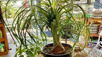 The Ponytail Palm Plant