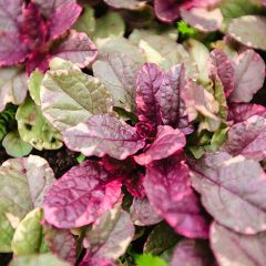 Ajuga Reptans Plants