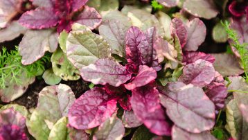 Ajuga Reptans Plants