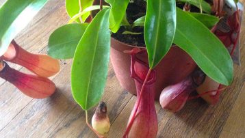 The Pitcher Plant Care