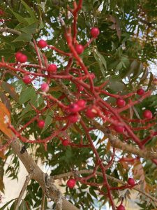 Chinese Pistache Trees