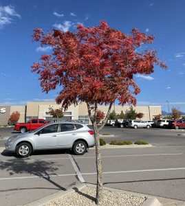 Chinese Pistache Trees