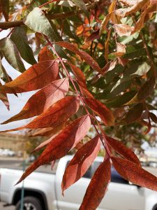 Chinese Pistache Trees