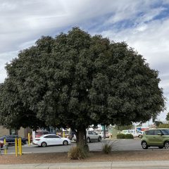 Chinese Pistache Tree