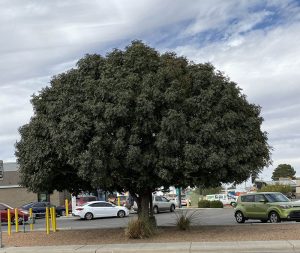 Types of Chinese Pistache Trees