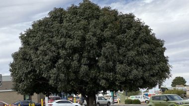 Chinese Pistache Tree