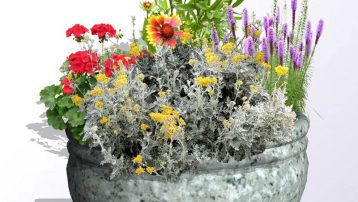 Dusty Miller Plant