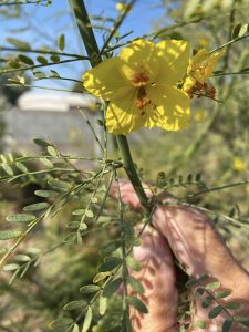 Palo Verde Leaves and Flower