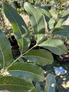 The Leaves of the Pecan Tree