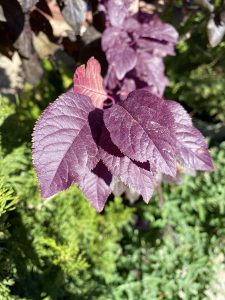 Purple Leaf Plum Leaves