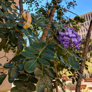 Texas Mountain laurel leaves and flower