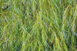 The Leaves of the Weeping Willow tree. 