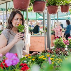 How to pick healthy plants