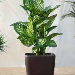 How to Care for a Dieffenbachia Plant