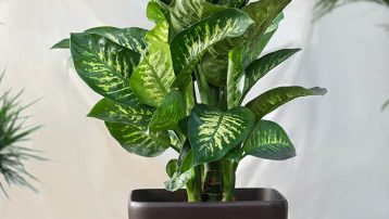 How to Care for a Dieffenbachia Plant