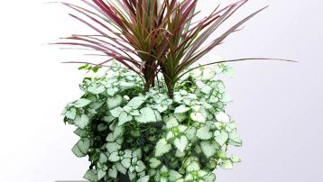 Dead Nettle in Pot