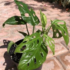 Monstera plant care light