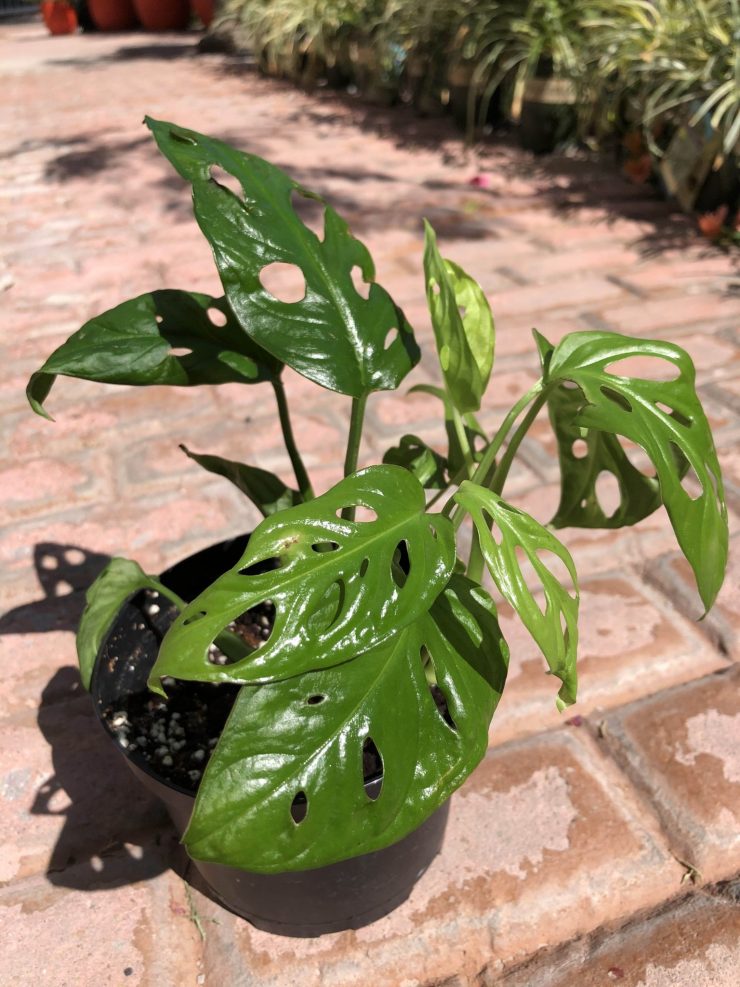 Monstera plant care light