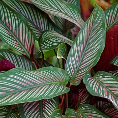 Calathea indoor plants