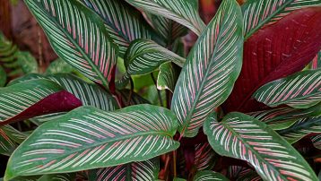 Calathea indoor plants