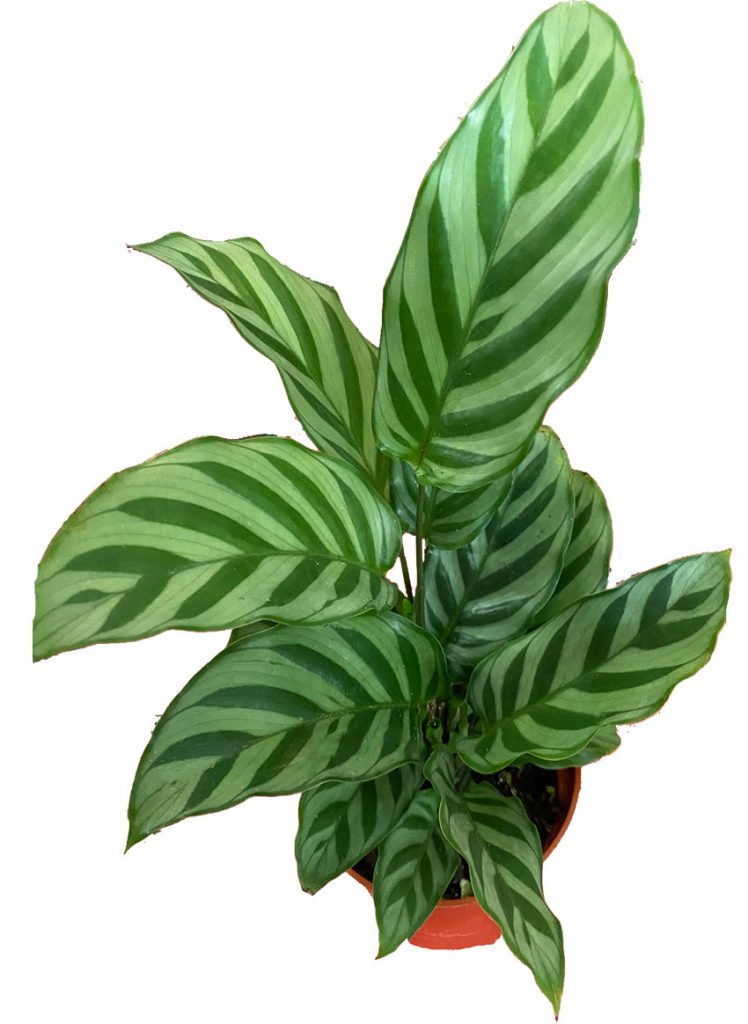 Calathea Indoor Plants