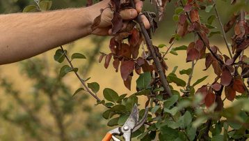 How to Avoid Fungal Diseases on trees and plants