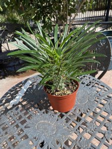 Madagascar Palm Plants