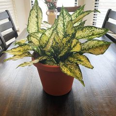 Aglaonema Plants