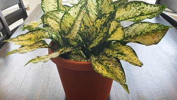 Aglaonema Plants