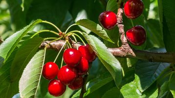 How to care for Cherry Tree