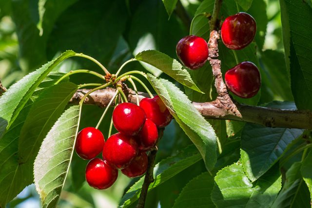 How to care for a Cherry Tree