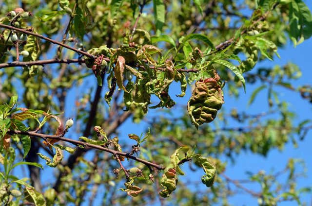 Disease on Cherry Tree