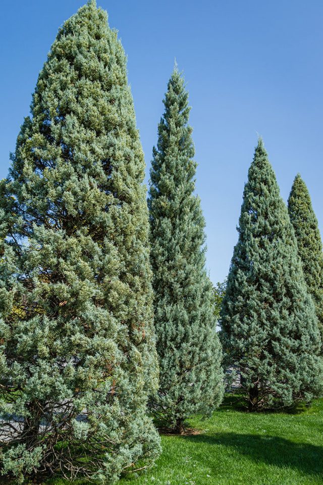 Neatly Trimmed Arizona Cypress